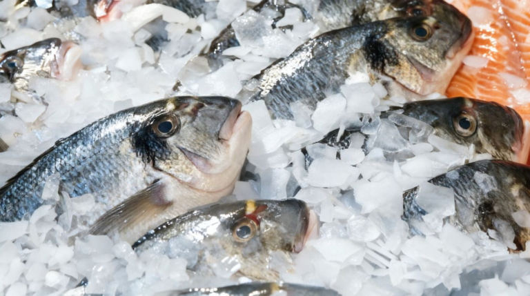 Flake Ice for Fresh Seafood
