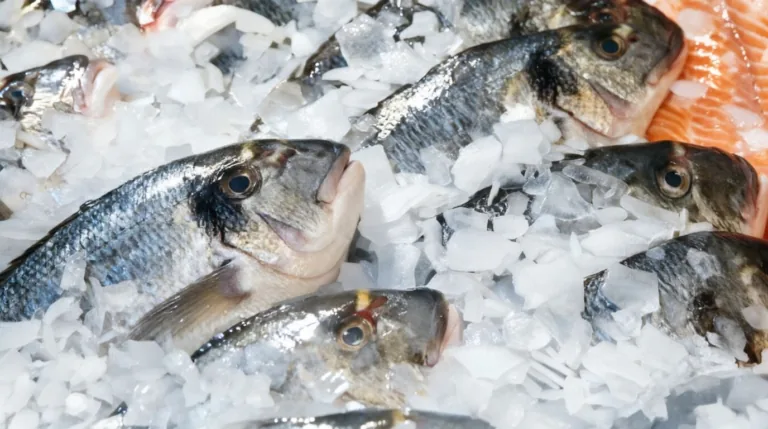 Flake Ice for Fresh Seafood