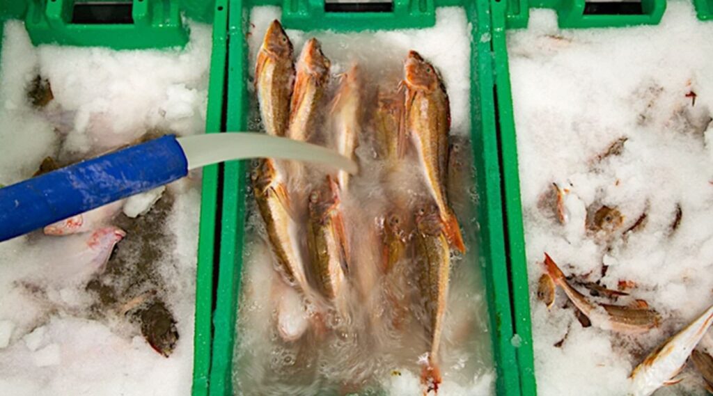 Slurry Ice Machine for fish preservation