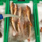 Slurry Ice Machine for fish preservation