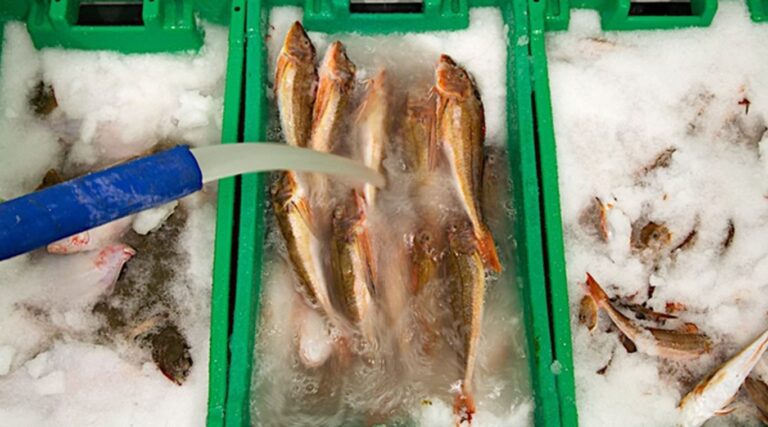 Slurry Ice Machine for fish preservation